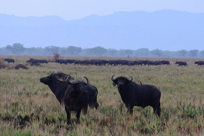 13 Day Uganda Safari with Gorillas, Chimps & Tree climbing lions - Day 9: Ishasha and the search for tree-climbing lions