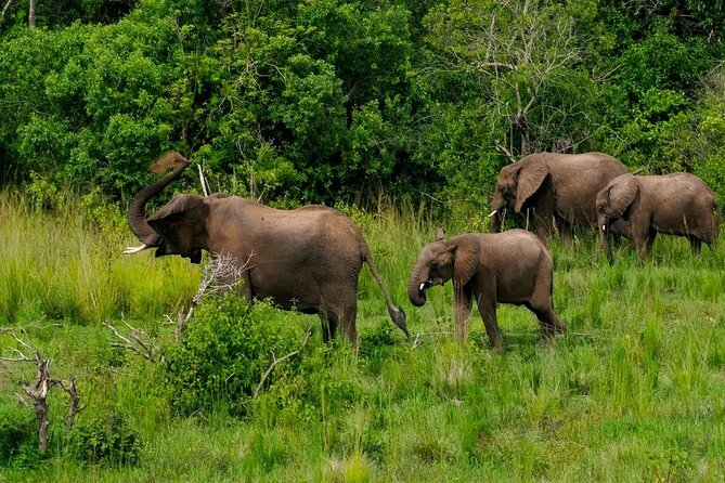 13 Day Uganda Safari with Gorillas, Chimps & Tree climbing lions - Days 10 and 11: Bwindi and the mountain gorilla trek