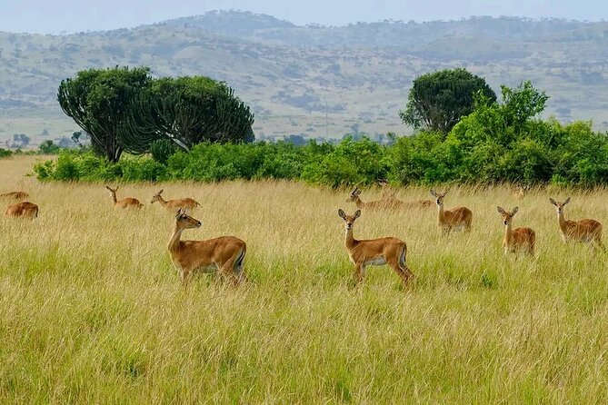 13 Day Uganda Safari with Gorillas, Chimps & Tree climbing lions - Day 12: Lake Bunyonyi and the long return north
