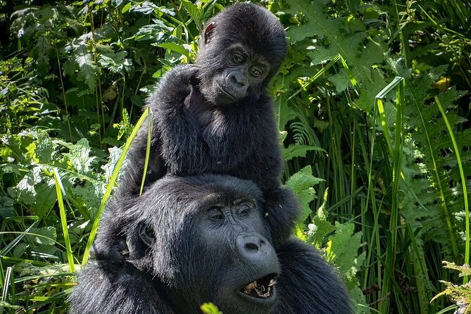 13 Day Uganda Safari with Gorillas, Chimps & Tree climbing lions - Days 1 and 2: Entebbe, rhinos, and the road to Murchison Falls