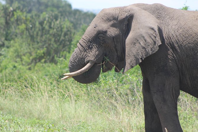 13-Day Wildlife Adventure Trip to the Pearl of Africa - What $5,000 buys you over 13 days