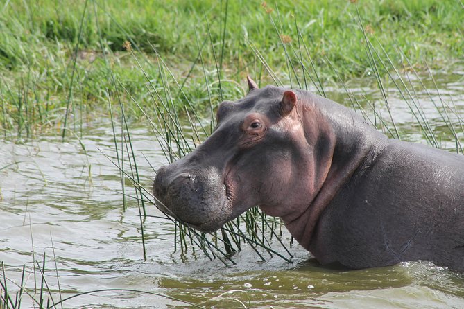 13-Day Wildlife Adventure Trip to the Pearl of Africa - Days 6 and 7: Queen Elizabeth’s game drives, crater views, and Kazinga Channel