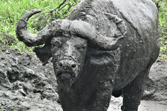 13 Days Private tour to discover Uganda's Best Safari - Days 5 and 6: Chimpanzees and the forests near Kibale