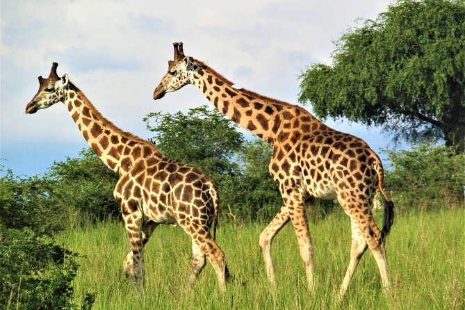 13 Days Private tour to discover Uganda's Best Safari - Days 10 and 11: A quieter pause at Lake Bunyonyi
