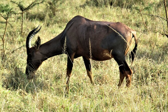 13 Days Private tour to discover Uganda's Best Safari - Days 12 and 13: Zebra country, Lake Mburo, and the equator