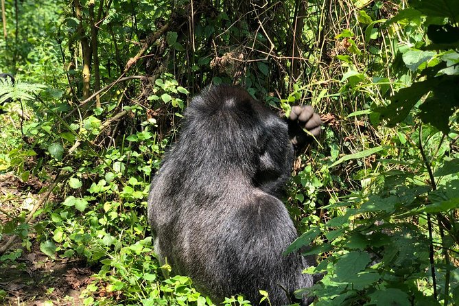 14 Day Pearl of Africa Uganda Classic Wildlife Safari - What this Uganda safari really offers