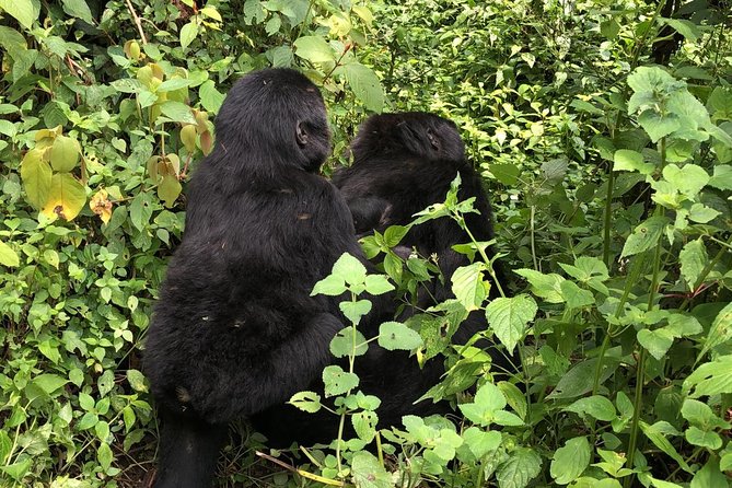14 Day Pearl of Africa Uganda Classic Wildlife Safari - Day 1: Kampala, Entebbe, and your first look at Uganda