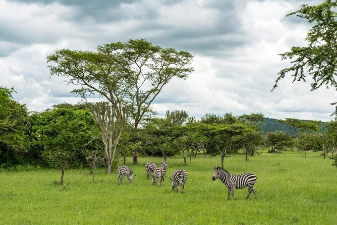 14 Days Uganda Safari Adventure, Gorilla Trekking and WildlifeTour - Key points before you book