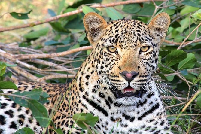 14 Days Uganda Safari Adventure, Gorilla Trekking and WildlifeTour - Why this Uganda safari covers so much