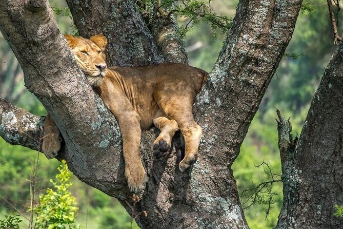 14 Days Uganda Safari Adventure, Gorilla Trekking and WildlifeTour - Day 2: Game viewing, the Nile and Murchison Falls