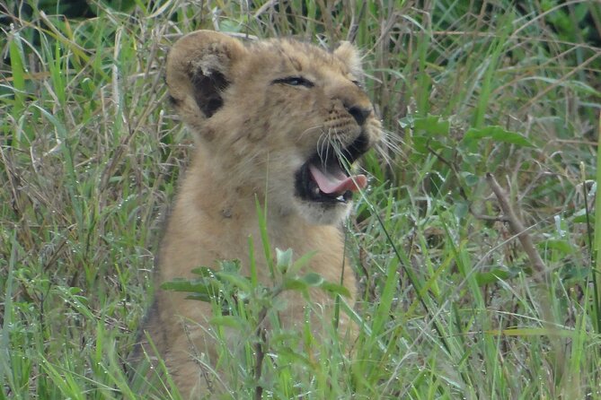 14 Days Uganda Safari Adventure, Gorilla Trekking and WildlifeTour - Day 3: Lake Albert and Hoima