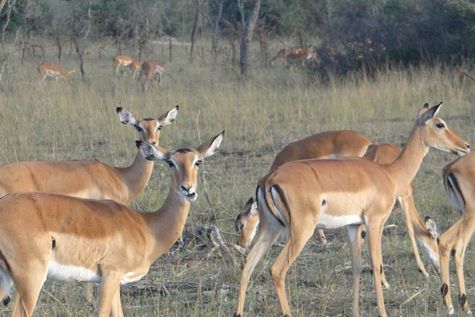 14 Days Uganda Safari Adventure, Gorilla Trekking and WildlifeTour - Days 4 and 5: Tea, chimpanzees and Bigodi Wetland