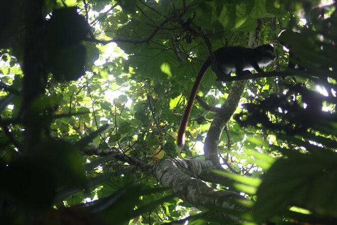 14 Days Uganda Safari Adventure, Gorilla Trekking and WildlifeTour - Days 6 and 7: Queen Elizabeth National Park and the Kazinga Channel