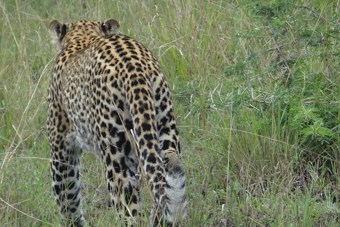 14 Days Uganda Safari Adventure, Gorilla Trekking and WildlifeTour - Day 8: Kyambura Gorge and Ishasha