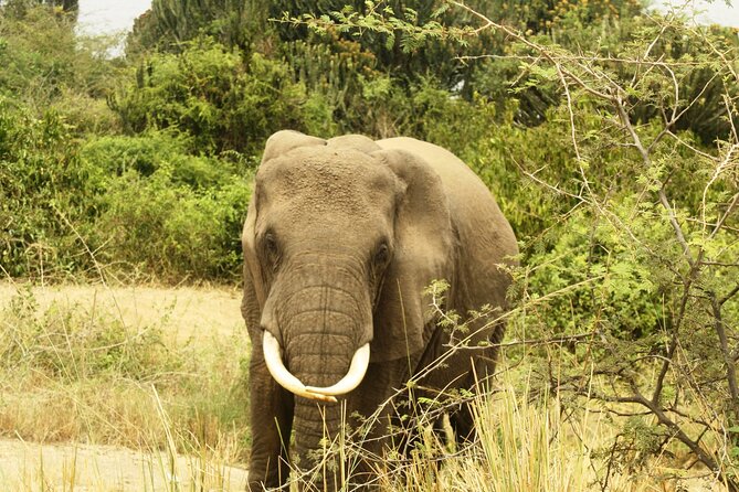 14 Days Uganda Safari Adventure, Gorilla Trekking and WildlifeTour - Day 9: Echuya Forest and a community visit