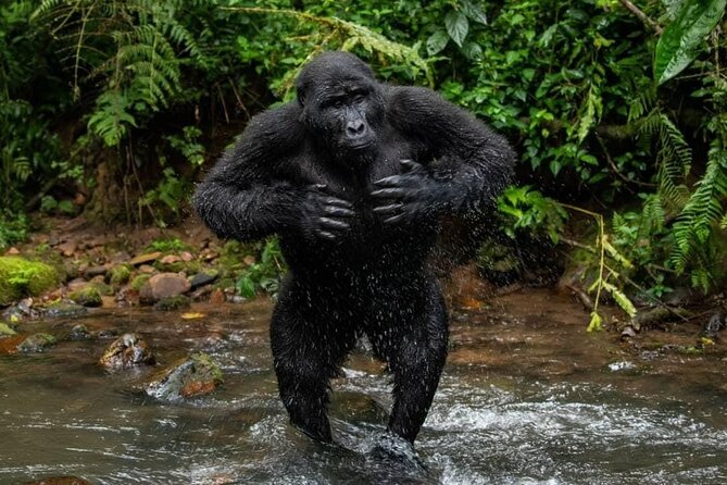 14 Days Uganda Safari Adventure, Gorilla Trekking and WildlifeTour - Day 1: Rhino tracking at Ziwa