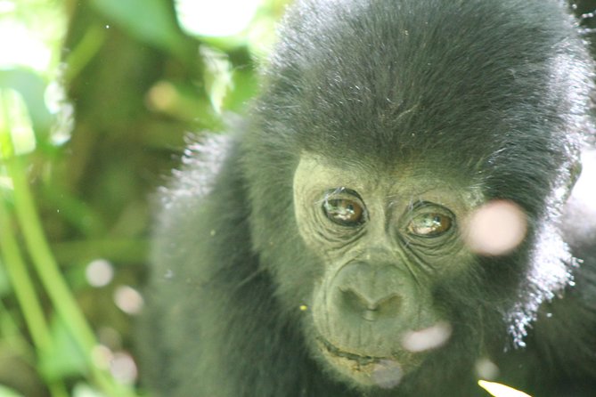 15-Day Gorilla and chimps Trekking, Big 5 and Nature Sighting Safari - Entebbe and Mabamba Swamp set the tone