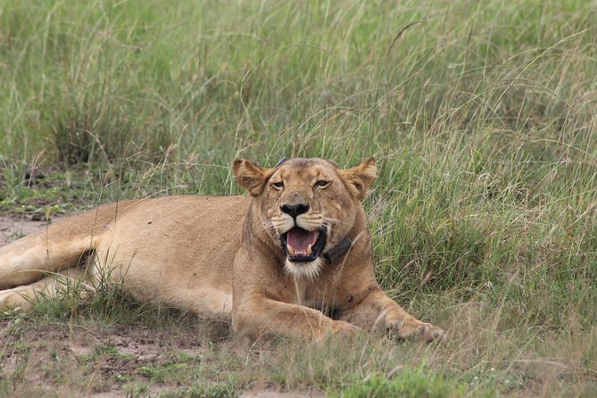 15-Day Gorilla and chimps Trekking, Big 5 and Nature Sighting Safari - Chimp trekking and Bigodi Swamp bring the forest alive