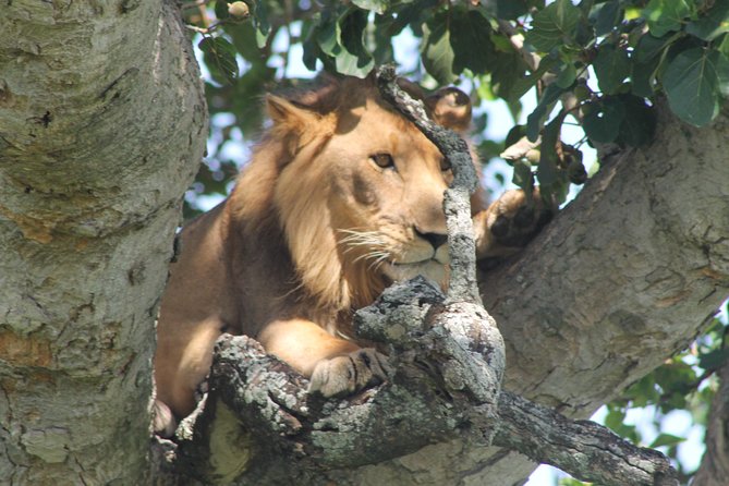15-Day Gorilla and chimps Trekking, Big 5 and Nature Sighting Safari - Queen Elizabeth brings back open-country wildlife