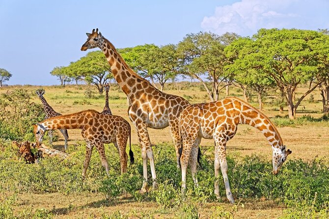 15-Day Gorilla and chimps Trekking, Big 5 and Nature Sighting Safari - Murchison Falls combines rhinos, plains, and the Nile