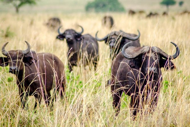 15 Day Gorillas, Chimps and Big 5 Safari Tour - Days 3 and 4: Semuliki’s hot springs and an itinerary detail to check