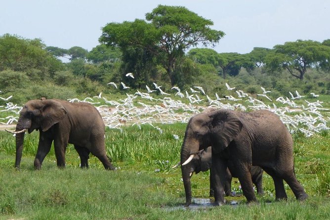 15 Day Gorillas, Chimps and Big 5 Safari Tour - Day 2: Game drives and the Nile below Murchison Falls