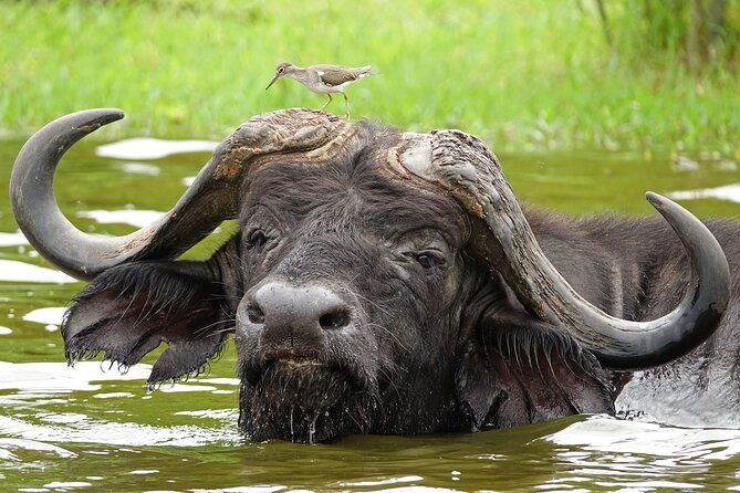 2 Day Guided Murchison Falls And Zziwa Rhino Trekking Safari - The early game drive through Murchison