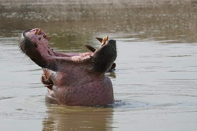 2 Day Guided Murchison Falls And Zziwa Rhino Trekking Safari - Tracking white rhinos at Ziwa