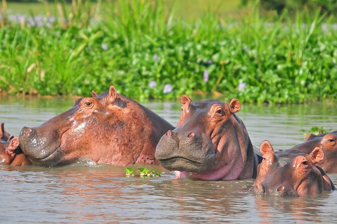 2 Day Guided Murchison Falls And Zziwa Rhino Trekking Safari - Who should book this experience