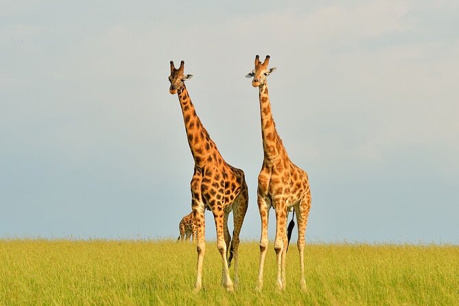 2 Day Guided Murchison Falls And Zziwa Rhino Trekking Safari - Leaving Kampala for Murchison Falls