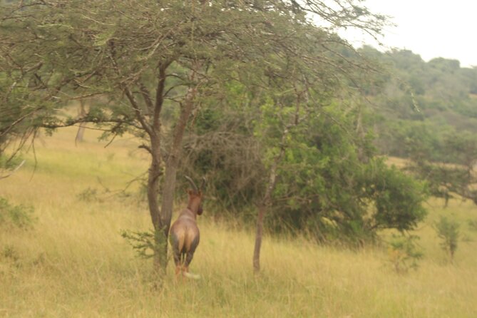 2 Day Lake Mburo National park wildlife Safari - Afternoon tracks, zebras, and open country
