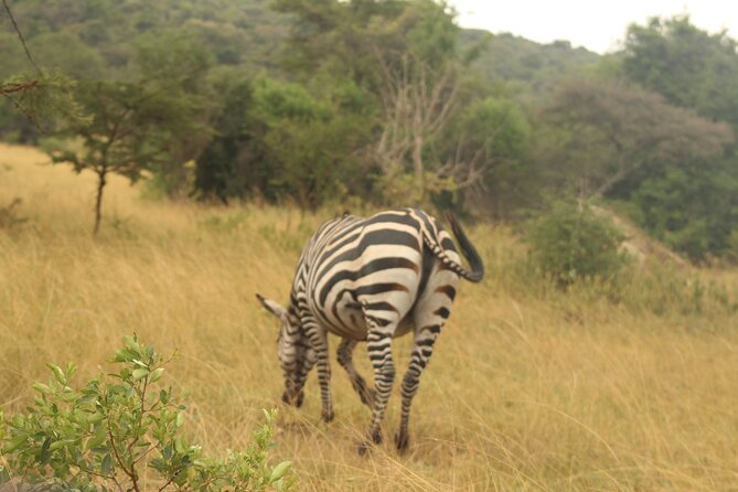 2 Day Lake Mburo National park wildlife Safari - The early morning game drive