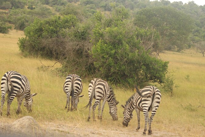 2 Day Lake Mburo National park wildlife Safari - What the $590 price includes