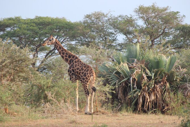 2 Day Lake Mburo National park wildlife Safari - Who should book this Lake Mburo safari?