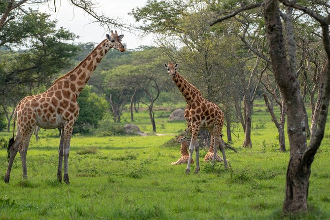 2-Day Wildlife Safari in Lake Mburo National Park - Why Lake Mburo works for a two-day safari