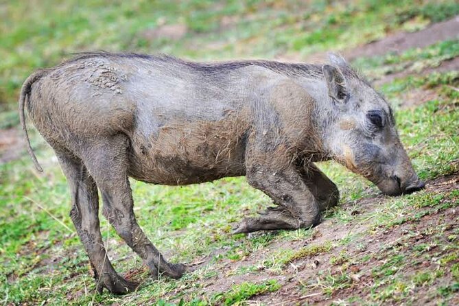 2-Day Wildlife Safari in Lake Mburo National Park - The Equator stop on Masaka Road