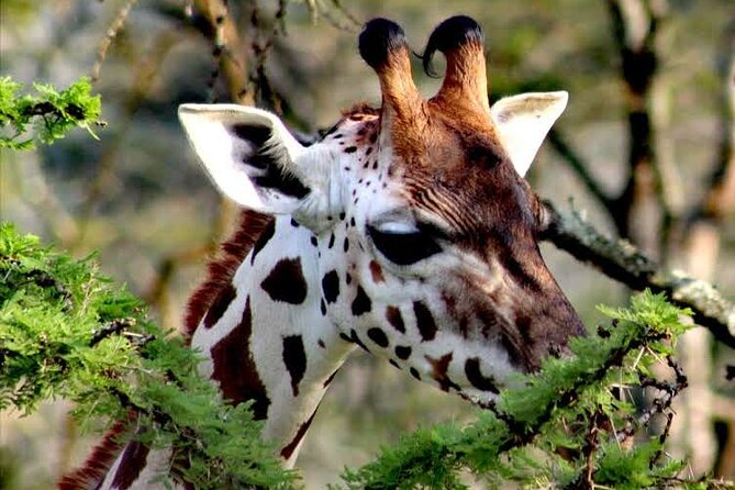 2-Day Wildlife Safari in Lake Mburo National Park - Day two: bike safari or another game drive