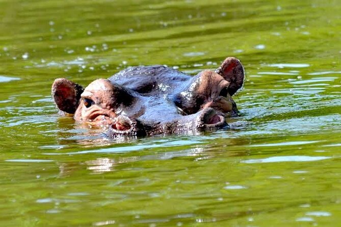 2-Day Wildlife Safari in Lake Mburo National Park - Wildlife you may see at Lake Mburo