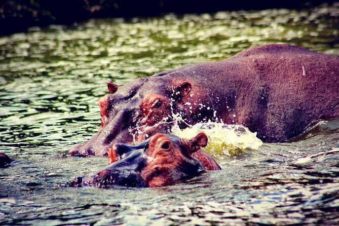 2-Day Wildlife Safari in Lake Mburo National Park - What the $512 price covers