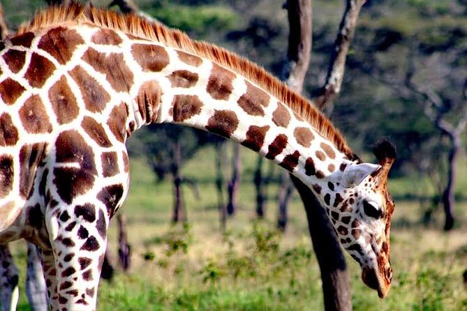 2-Day Wildlife Safari in Lake Mburo National Park - Food, luggage, and practical preparation