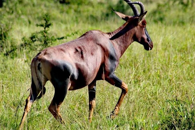 2-Day Wildlife Safari in Lake Mburo National Park - Day one: reaching the park and walking among wildlife