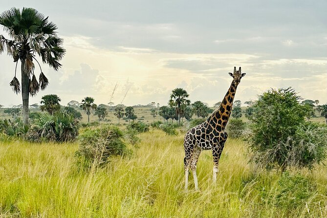2 Days Budget Safari to Murchison Falls National Park - The evening game drive and lodge night