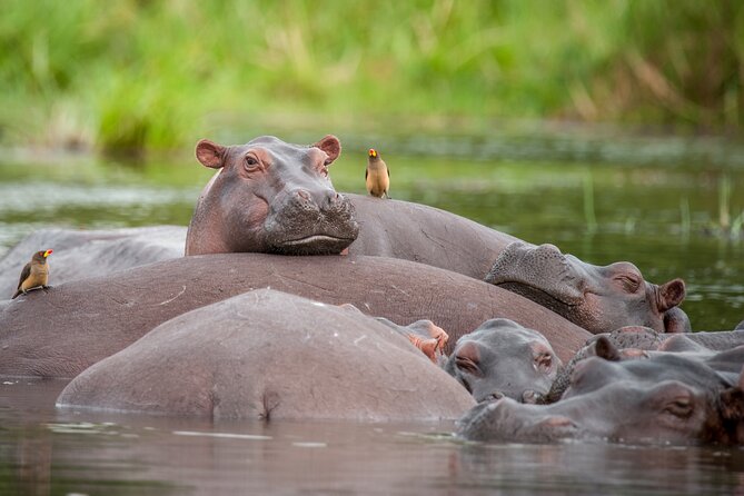2 Days Budget Safari to Murchison Falls National Park - What the $750 price really covers
