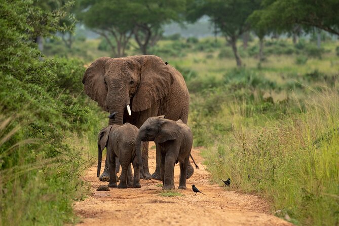2 Days Budget Safari to Murchison Falls National Park - The Nile cruise at 2:30 PM