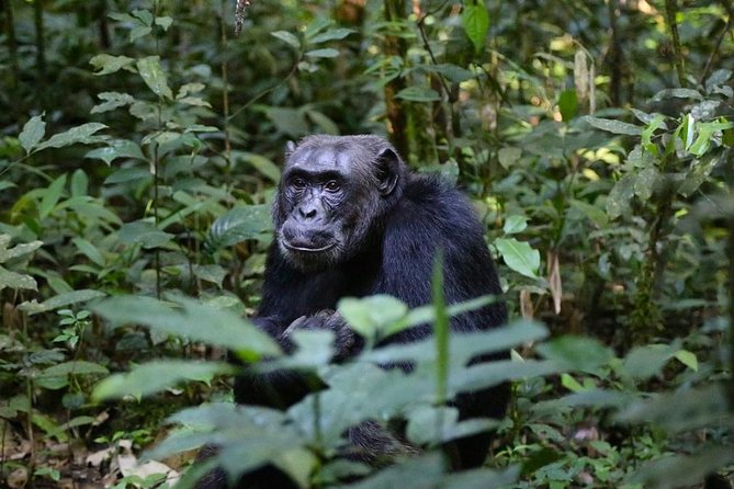 2 Days Chimpazee Safari In kibale Forest Park Uganda. - Why Kibale works for a short Uganda safari