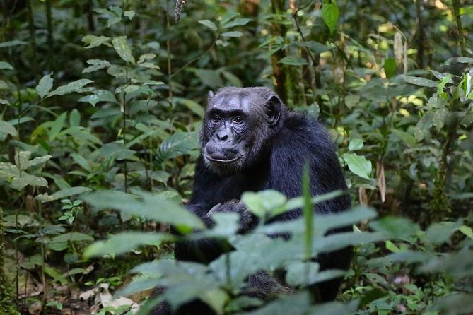 2 Days Chimpazee Safari In kibale Forest Park Uganda. - What the chimpanzee walk may feel like