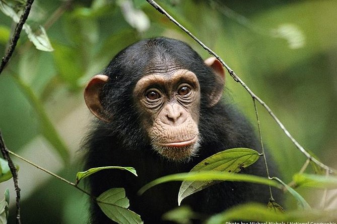 2 Days Chimpazee Safari In kibale Forest Park Uganda. - The long return to Kampala