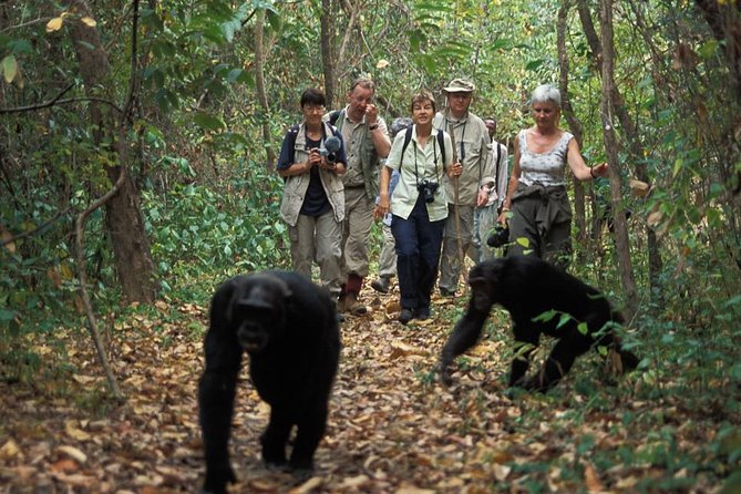 2 Days Chimpazee Safari In kibale Forest Park Uganda. - Is $1,850 per person fair value?