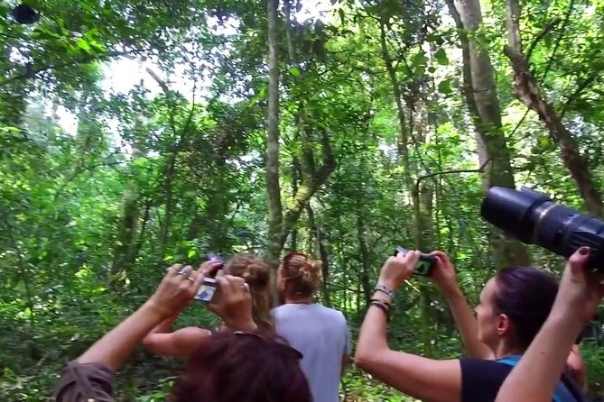 2 Days Chimpazee Safari In kibale Forest Park Uganda. - Kibale or Budongo, and why the distinction matters