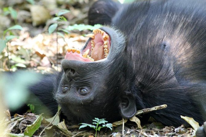 2 Days Chimpazee Safari In kibale Forest Park Uganda. - Leaving Kampala at 6:00 am
